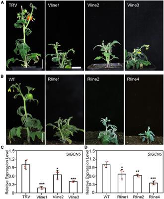 Histone Acetyltransferase SlGCN5 Regulates Shoot Meristem and Flower Development in Solanum lycopersicum